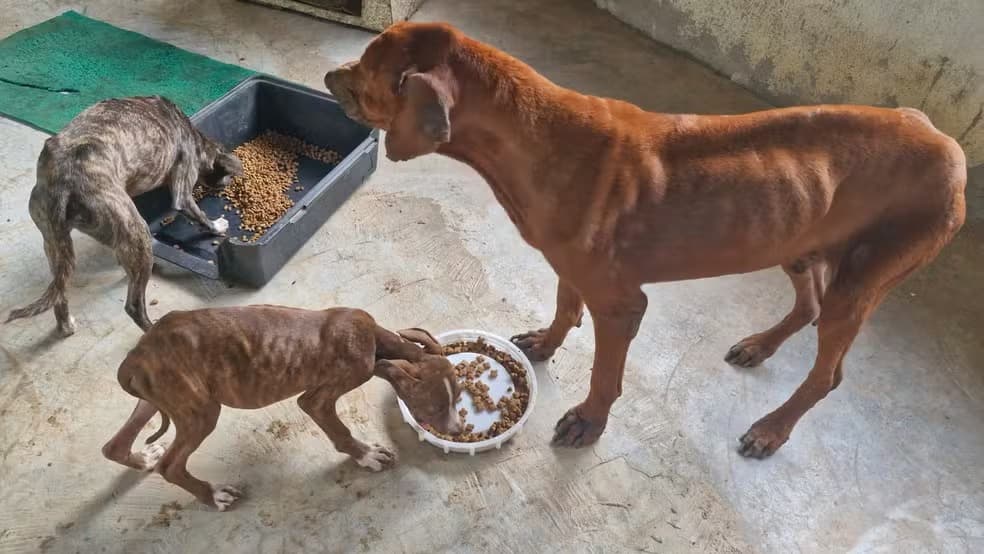 Ajude 120 animais abandonados a sobreviverem